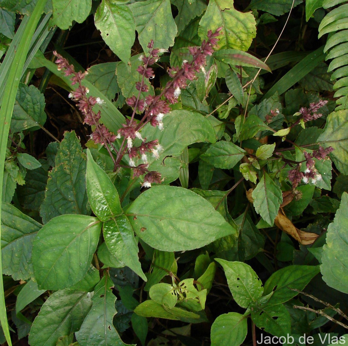 Pogostemon heyneanus Benth.